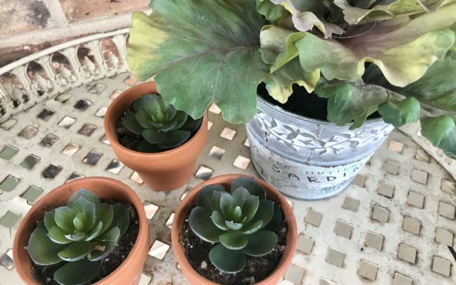 WORK SMARTER NOT HARDER:  Keep Air Clean at Home or Work – with House Plants