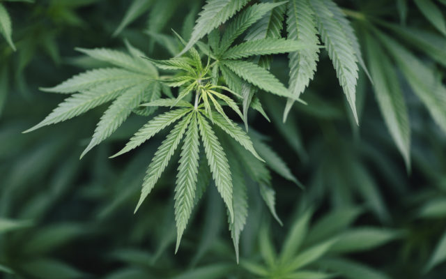 New Study Claims Cannabis Extracts Could Help Fight Coronavirus