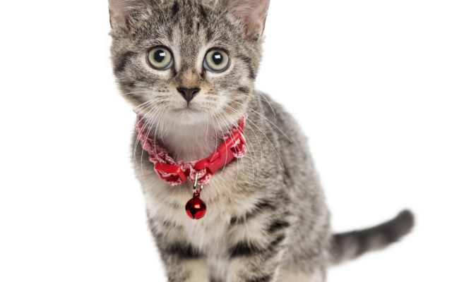 What the F (Feline!)??  Hallmark Channel Won’t Air the Kitten Bowl this Year