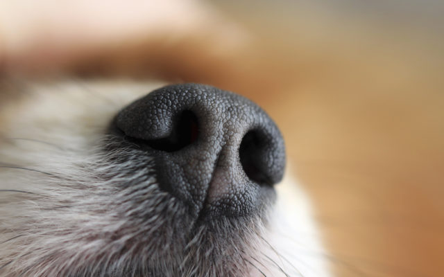 Dan+Dog:  Dan Smyers’ Family Adopts Senior Chihuahua