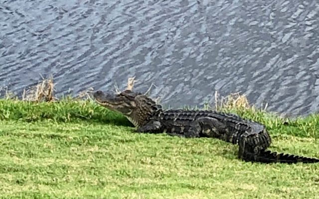 Watch a Florida Golfer Snatch His Ball Off an Alligator’s Tail