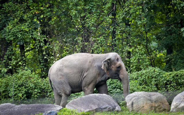 Who Carries More Body Fat….Humans or Elephants?