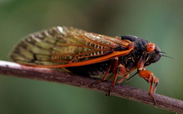 Cicadas….good for breakfast, lunch and dinner?