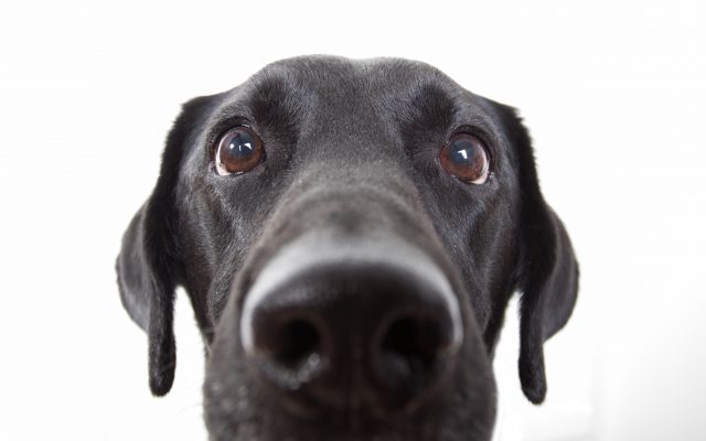 ‘Smart Snout’ App Uses Dogs’ Nose Prints to Reunite Lost Pups with Families