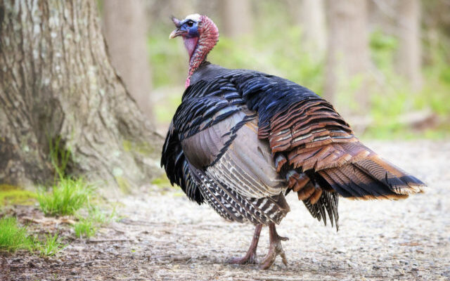 Thanksgiving Facts to Gobble Up…  from Turkey Pardons to Football…  Which Is the Older Tradition?