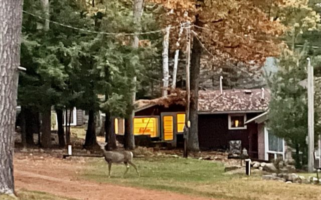 Up North Update:  Real Deer Breaks into Home to Meet Reindeer Decoration