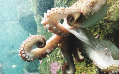 Man Buys Son an Octopus - Then It Has 50 Babies