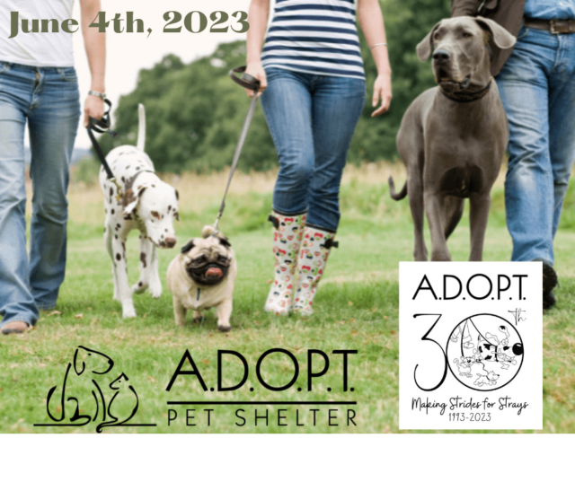 <h1 class="tribe-events-single-event-title">A.D.O.P.T. Pet Shelter Makin’ Strides for Strays</h1>