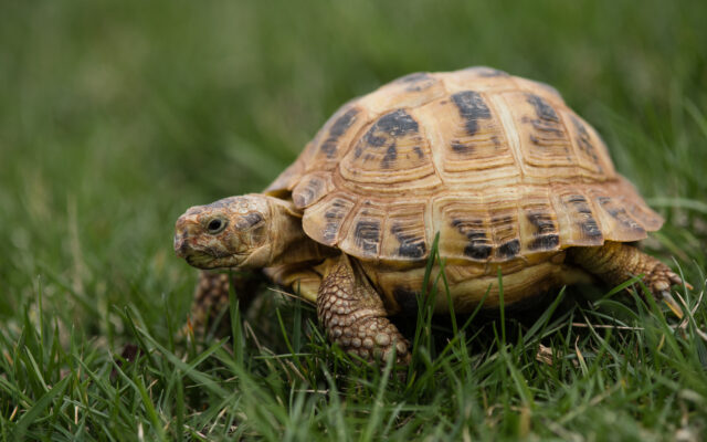 “Tank The Tortoise” Found…  Again…  It Was a Slow Chase